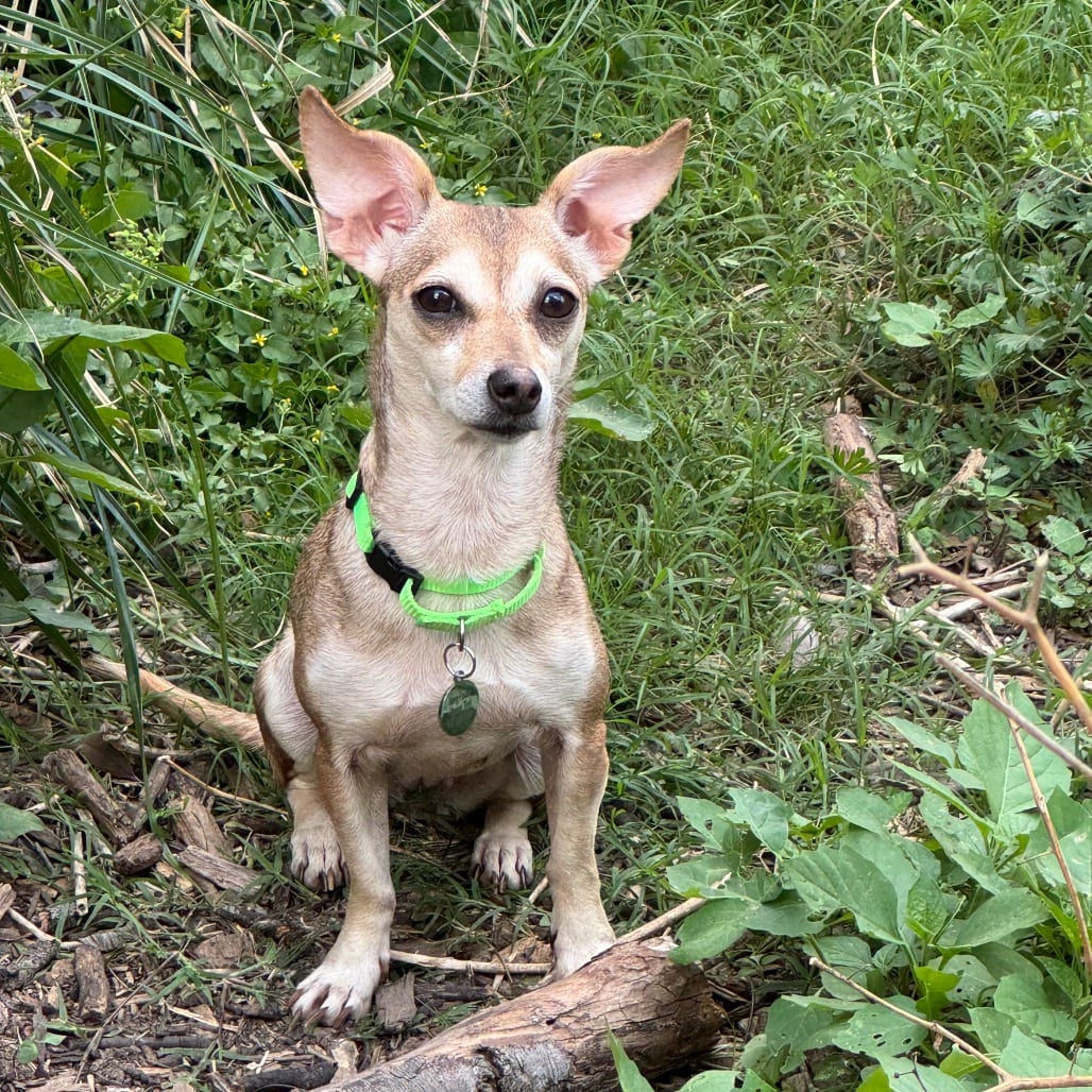Photo of Macaroni *Arriving 10/24* D12650, adoptable Chihuahua / Dachshund in Princeton area, Minnesota