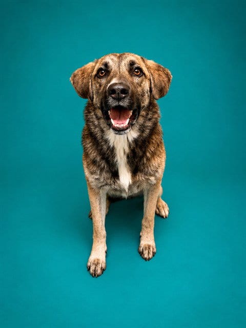 Photo of Xena, adoptable Anatolian Shepherd in Pearland, Texas
