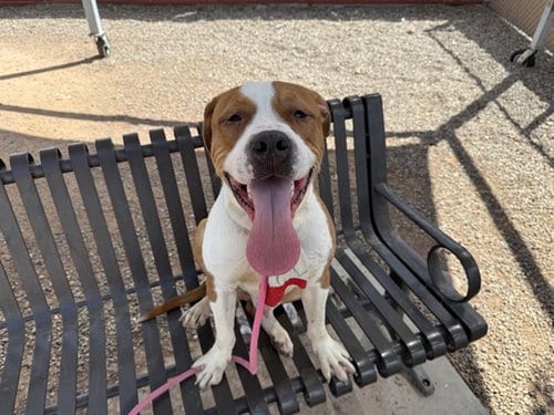 Photo of Bronc, adoptable American Pit Bull Terrier in Phoenix, Arizona