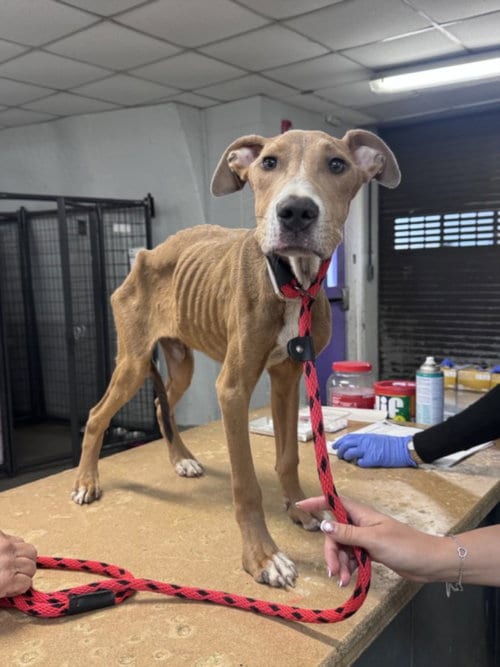 Photo of The Amazing Bobinsky, adoptable Staffordshire Bull Terrier in Houston, Texas