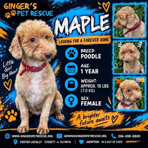 Photo of Maple from Korea, adoptable Poodle (Toy) in Federal Way, Washington
