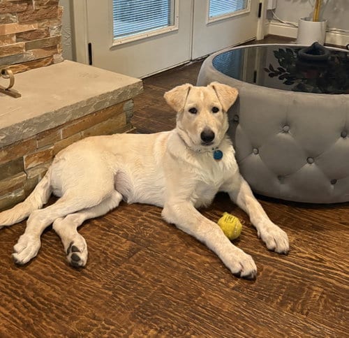 Photo of Jade, adoptable Great Pyrenees in Dallas, Texas