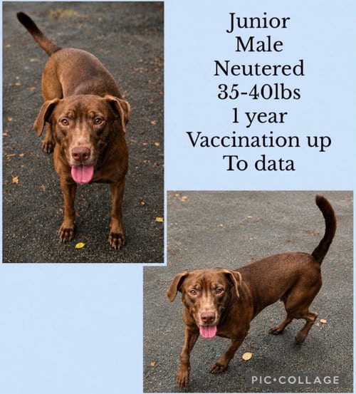 Photo of Junior, adoptable Labrador Retriever in Virginia Beach, Virginia