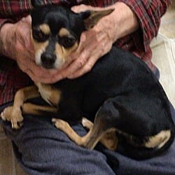 Photo of Blackie, adoptable Chihuahua in Gretna, Florida