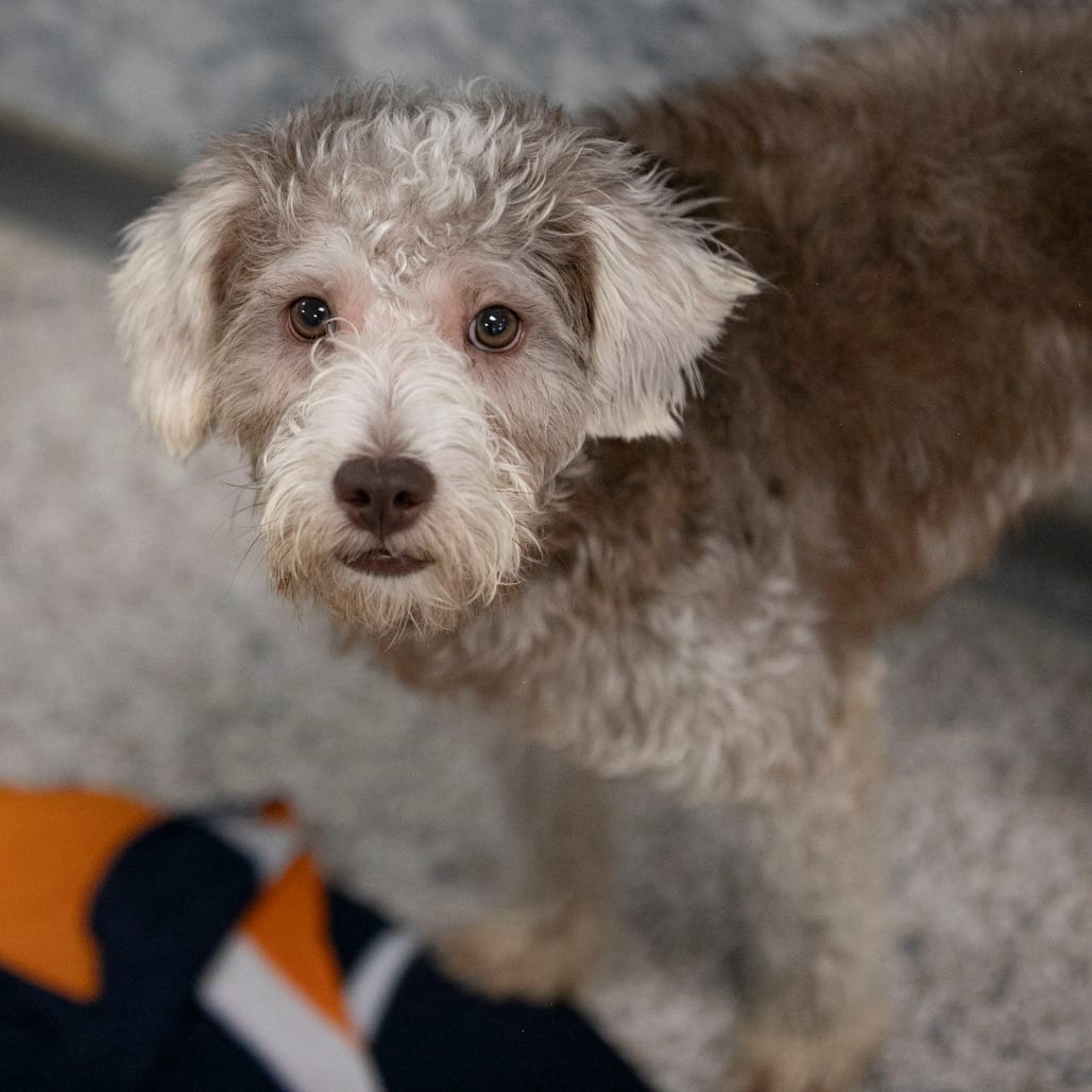 Photo of Panera (JY26-115), adoptable Schnauzer, Miniature / Poodle, Miniature in Colorado Springs, Colorado