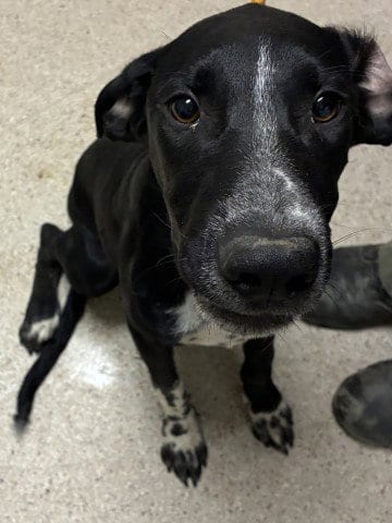 Photo of Minion, adoptable Border Collie in Bakersfield, California