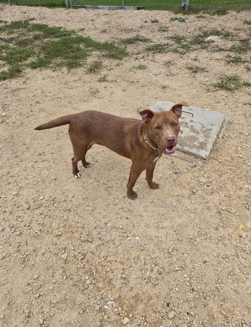 Photo of Toffee, adoptable Unknown breed (short coat) in Maquoketa, Iowa