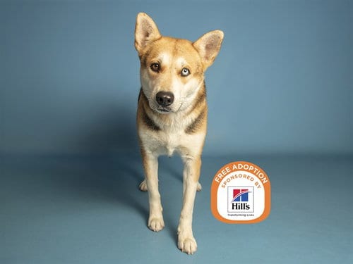 Photo of Gidget, adoptable Husky in Phoenix, Arizona