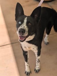Photo of Karomi, adoptable Border Collie in Salinas, California