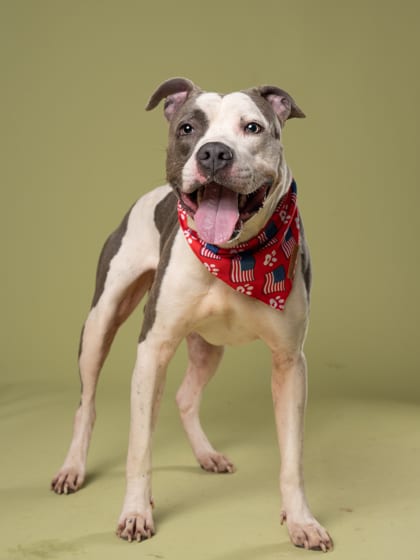 Photo of Spot, adoptable dog in Atlanta, Georgia