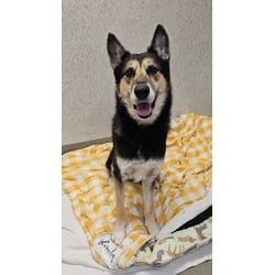 Photo of Rip, adoptable German Shepherd Dog Husky in Roseville, California
