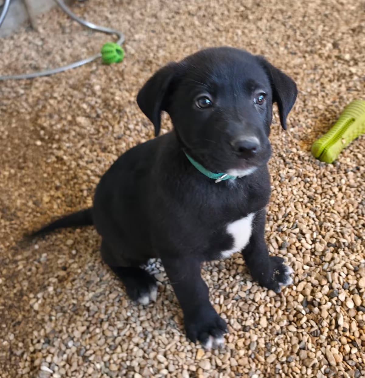 Photo of Percy JuM, adoptable German Shepherd Dog Mixed Breed (Medium) in Nashville, Tennessee