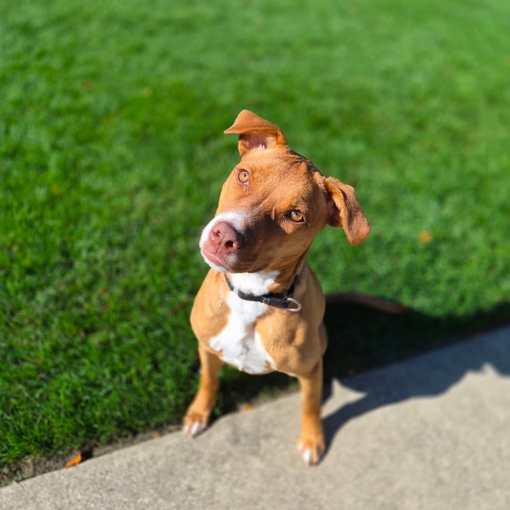 Photo of Mochi, adoptable Mixed Breed (Medium) in Woodstock, Illinois