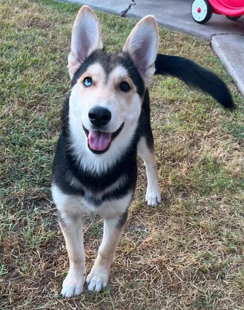 Photo of Reah, adoptable German Shepherd Dog in Stockton, California