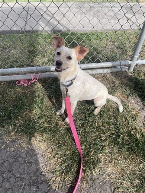 Photo of Mona Lisa, adoptable Australian Cattle Dog/Blue Heeler in Corpus Christi, Texas