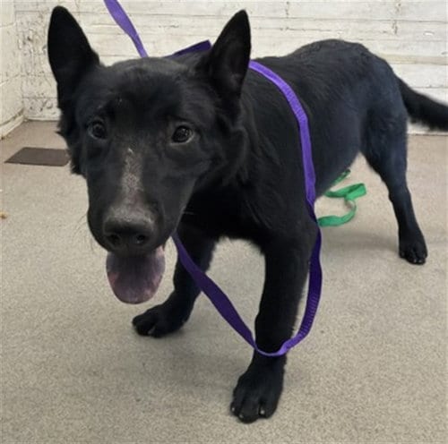 Photo of Burrata, adoptable German Shepherd Dog in San Bernardino, California