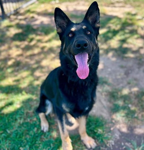 Photo of Cappuccino, adoptable German Shepherd Dog in Riverside, California