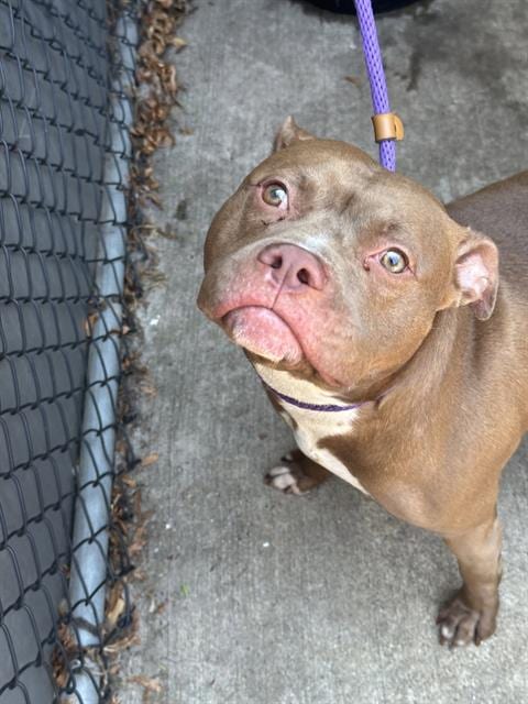 Photo of Norbert, adoptable American Pit Bull Terrier in Chicago, Illinois