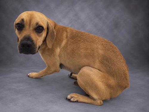 Photo of Kendall, adoptable Black Mouth Cur in Winter Haven, Florida