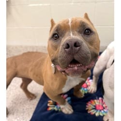 Photo of Dutchess, adoptable American Bulldog in Brighton, Colorado