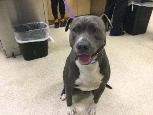 Photo of Bruce, adoptable Pit Bull Terrier in Riverside, California