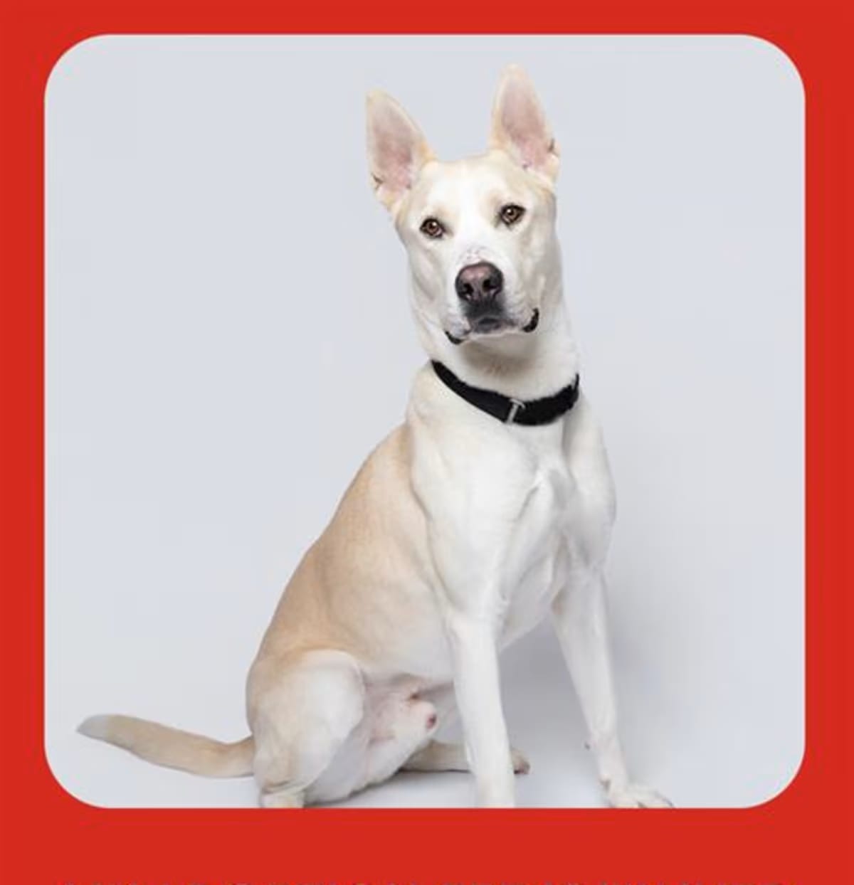 Photo of Arlo, adoptable Carolina Dog in Dedham, Massachusetts