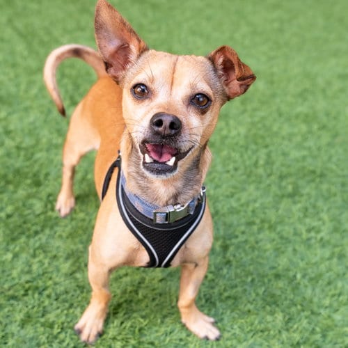Photo of Clint, adoptable Chihuahua in Burlingame, California