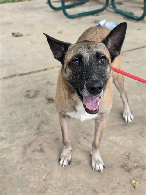 Photo of Havoc, adoptable Belgian Shepherd Malinois in St Peters, Missouri