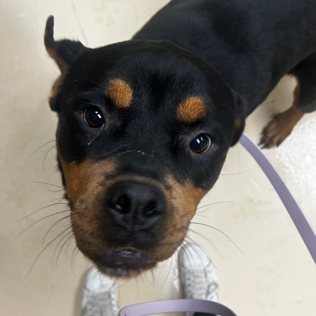 Photo of Petunia, adoptable Mixed Breed (Large) in Winston-Salem, North Carolina