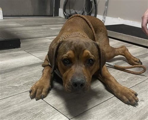 Photo of Rodeo, adoptable Rhodesian Ridgeback in Redlands, California