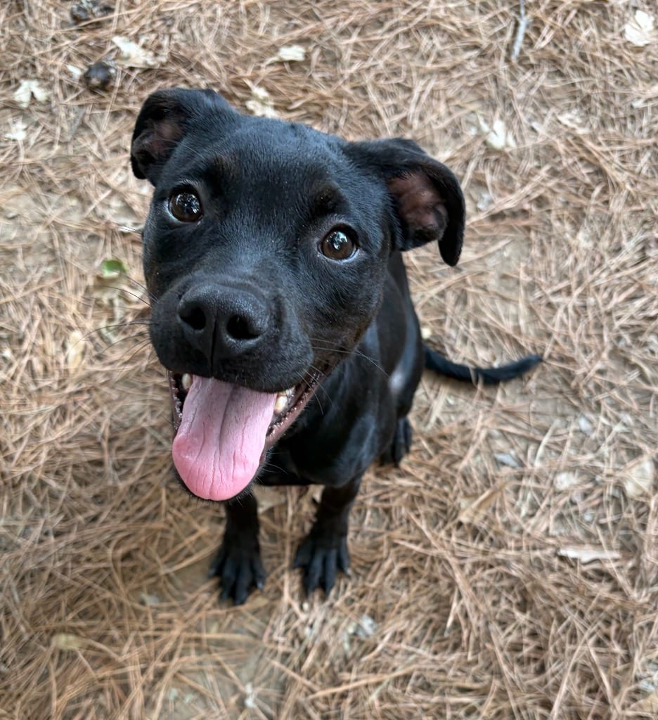 Photo of Zorah, adoptable Labrador Retriever in Little Rock, Arkansas