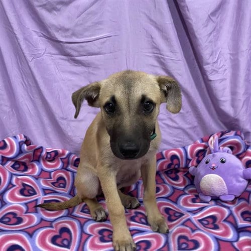 Photo of A614979, adoptable Belgian Shepherd Malinois in Modesto, California