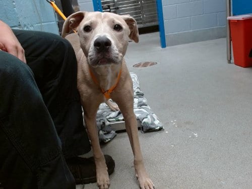 Photo of Tom, adoptable Weimaraner in Albuquerque, New Mexico