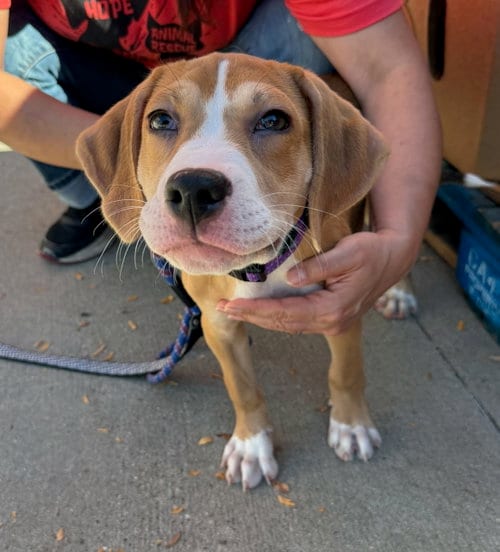 Photo of Stark, adoptable Hound in Gilberts, Illinois