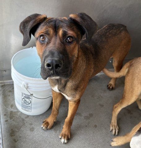 Photo of Arya, adoptable German Shepherd Dog in San Bernardino, California