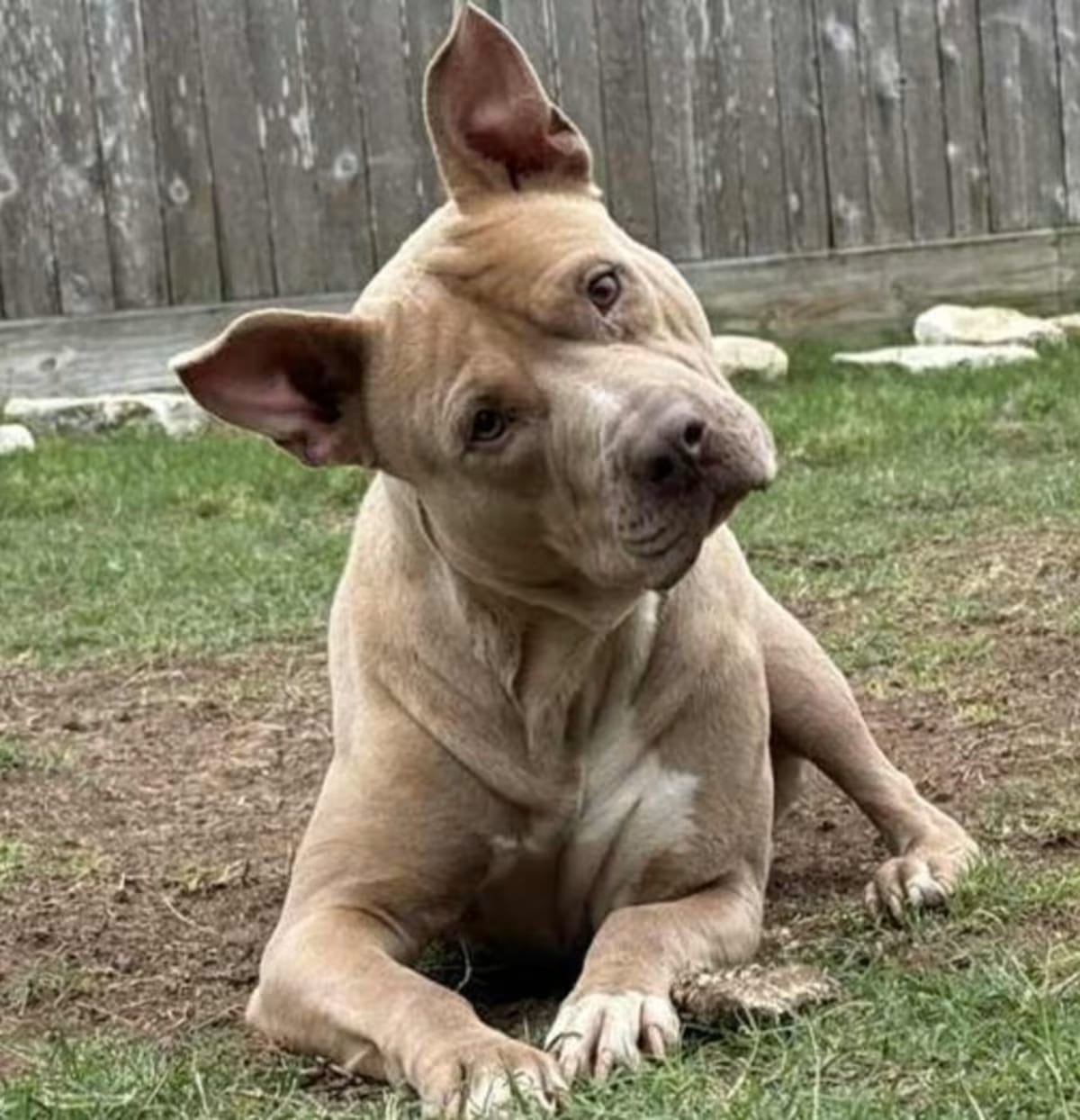 Photo of Rocky, adoptable Staffordshire Bull Terrier in Seattle, Washington