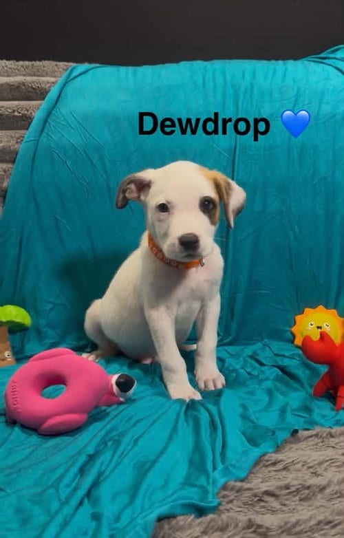 Photo of Dewdrop, adoptable Cattle Dog in Turlock, California