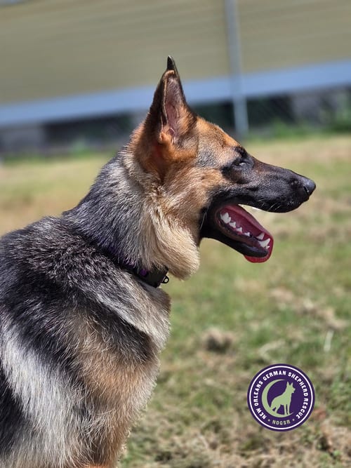 Photo of Duchess, adoptable German Shepherd Dog in New Orleans, Louisiana