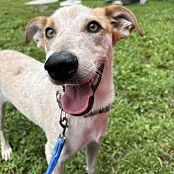 Photo of Chief, adoptable Bloodhound in Carmel, New York