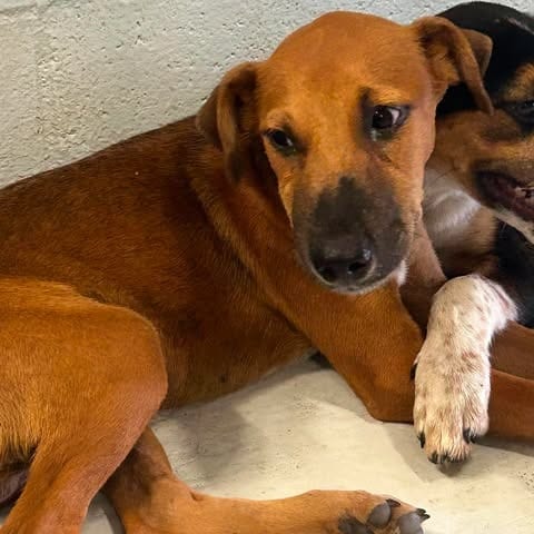 Photo of Conan 26-09-048, adoptable Hound / Mixed Breed (Small) in Bastrop, Texas