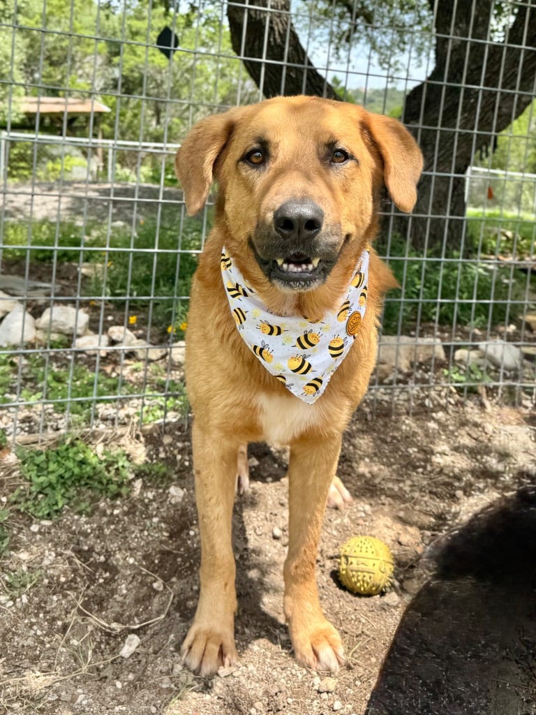 Photo of Dexter, adoptable Anatolian Shepherd in Canyon Lake, Texas