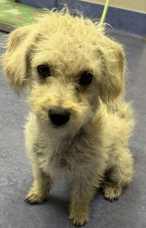 Photo of Pumpkin, adoptable Poodle (Miniature) in Santa Maria, California