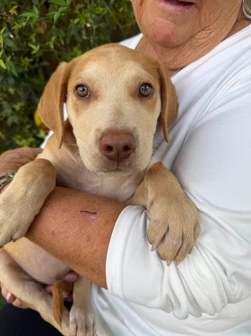 Photo of Zev, adoptable Labrador Retriever in Cave Creek, Arizona