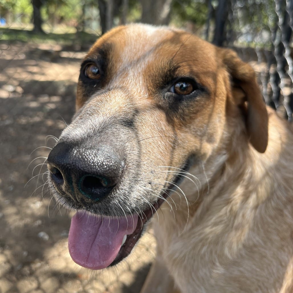 Photo of Loreal, adoptable Cattle Dog, Australian (Red Heeler) in Houston, Texas