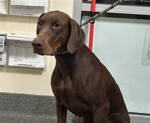 Photo of Godiva, adoptable Doberman Pinscher in Los Angeles, California