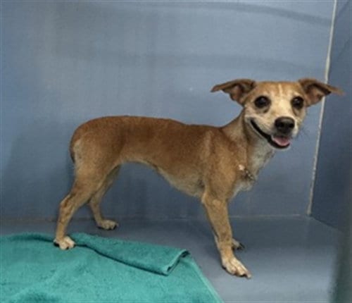 Photo of Paige, adoptable Chihuahua in San Bernardino, California