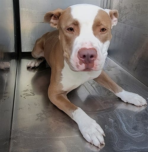 Photo of Dim-Dim, adoptable Pit Bull Terrier in Garland, Texas