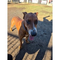 Photo of Jasper, adoptable Doberman Pinscher in Jurupa Valley, California