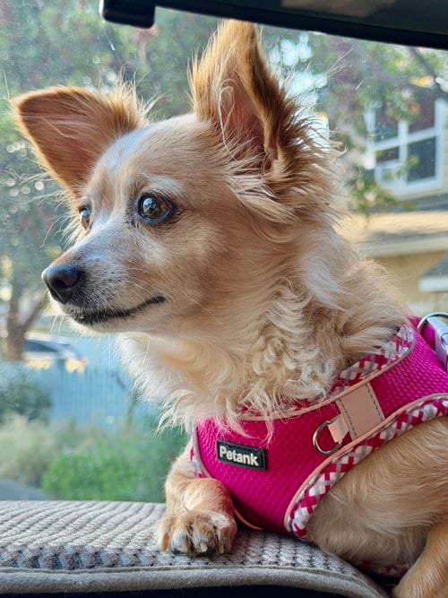 Photo of Naomi McGee, adoptable Chihuahua in San Francisco, California