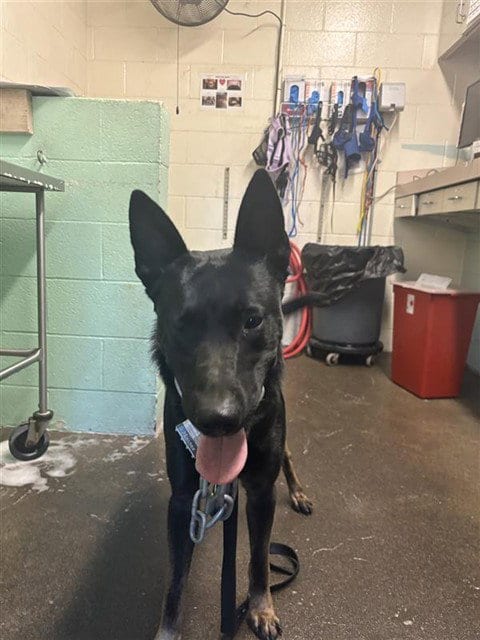 Photo of Jupiter, adoptable German Shepherd Dog in Sacramento, California